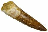 Fossil Plesiosaur (Zarafasaura) Tooth - Morocco #369975-1